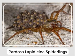 Pardosa lapidicina Spiderlings