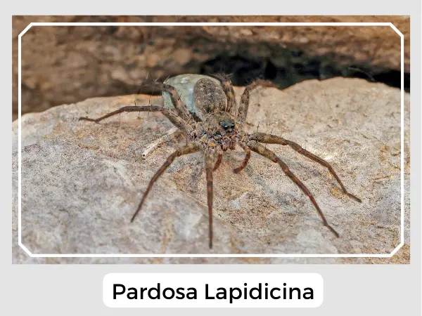 stone spider - Pardosa lapidicina