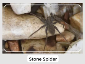 Stone Spider