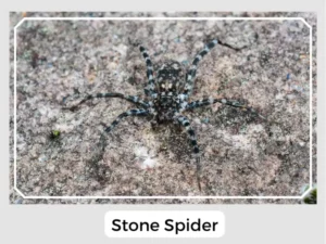 Stone Spider Image