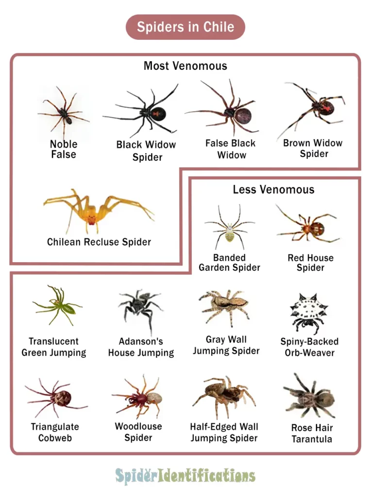 Spiders in Chile
