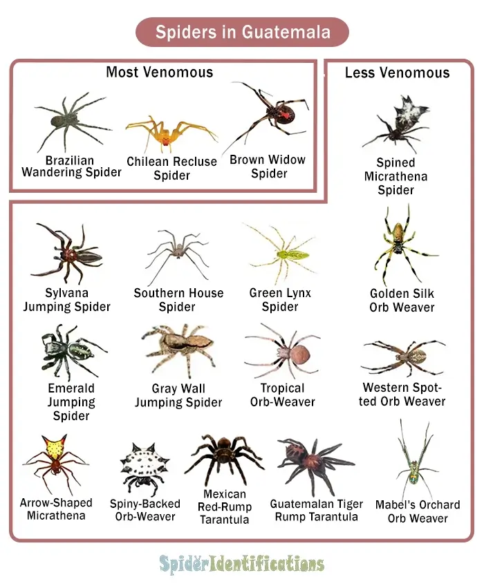 Types of Spiders in Guatemala: List with Pictures