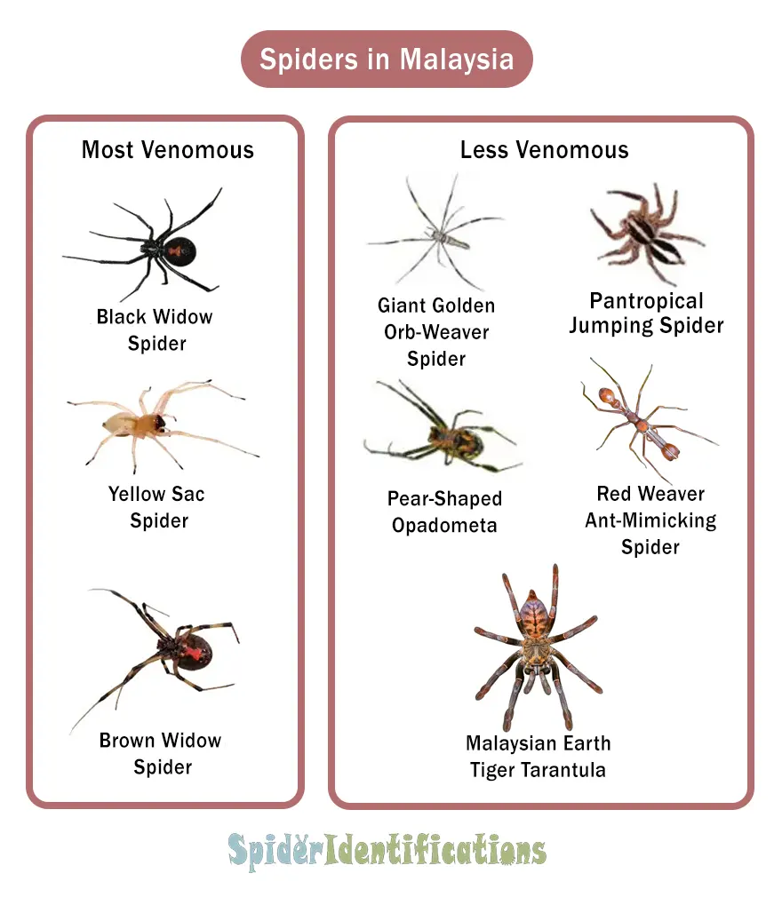 Spiders in Malaysia