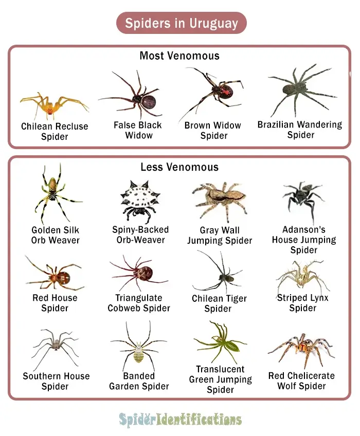 Types of Spiders in Uruguay: List with Pictures