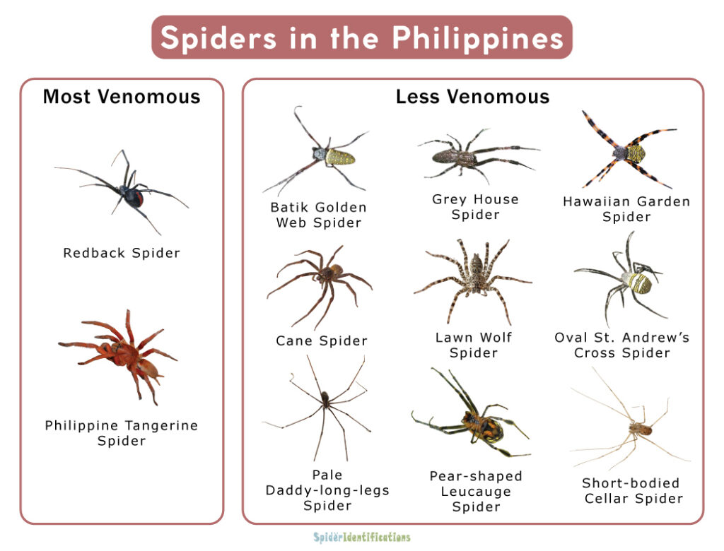 Spiders in Philippines