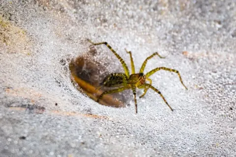 Agelenopsis aperta 1