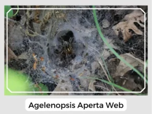 Agelenopsis aperta web