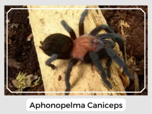 Aphonopelma caniceps