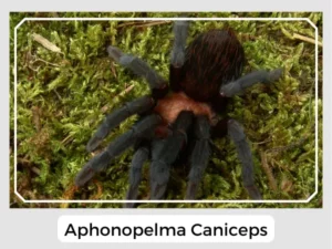 Aphonopelma caniceps Image