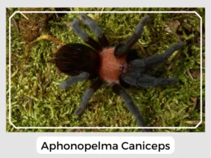 Aphonopelma caniceps Picture