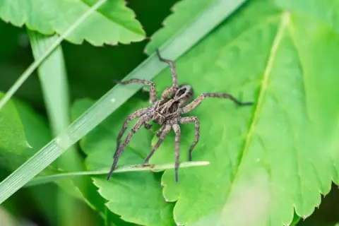 Brush Legged Wolf Spider