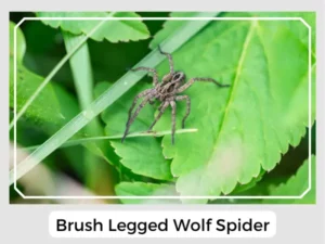 Brush Legged Wolf Spider