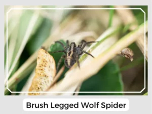 Brush Legged Wolf Spider Image