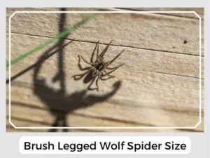 Brush Legged Wolf Spider Size