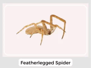 Featherlegged spider