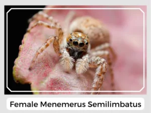 Female Menemerus semilimbatus