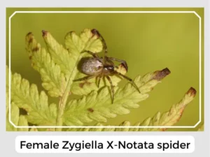 Female Zygiella X-Notata spider