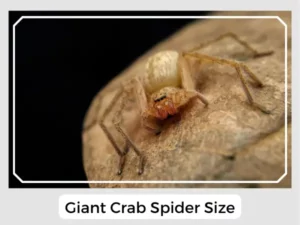 Giant crab spider size