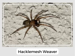 Hacklemesh Weaver