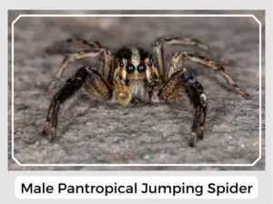 Male pantropical jumping spider