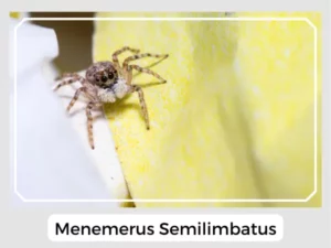 Menemerus semilimbatus Image