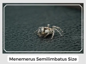 Menemerus semilimbatus size