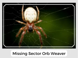 Missing sector orb weaver
