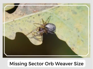 Missing sector orb weaver size