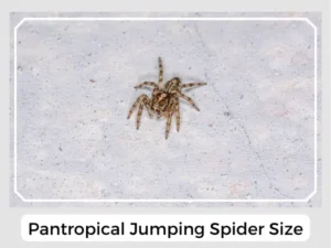 Pantropical Jumping Spider size