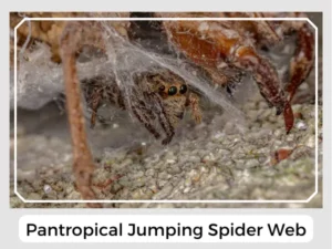 Pantropical Jumping Spider web