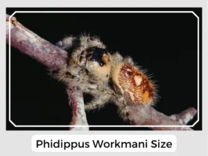 Phidippus workmani Size