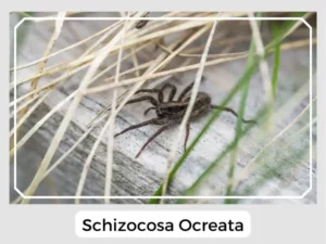 Schizocosa ocreata