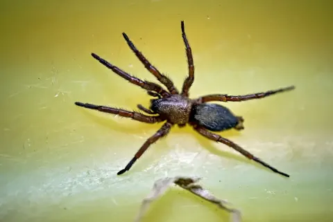 Scotophaeus blackwalli