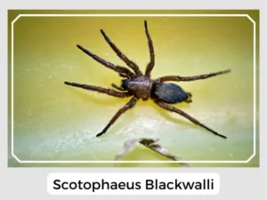 Scotophaeus blackwalli