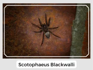Scotophaeus blackwalli Image