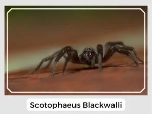 Scotophaeus blackwalli Picture