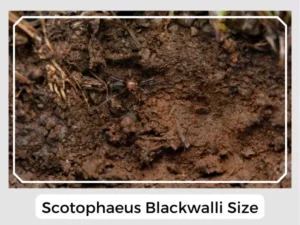 Scotophaeus blackwalli size
