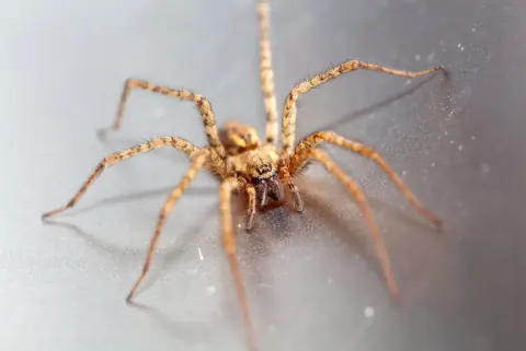Tegenaria ferruginea