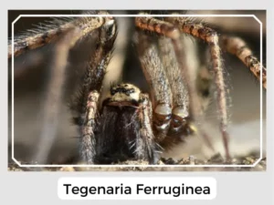 Tegenaria ferruginea Image