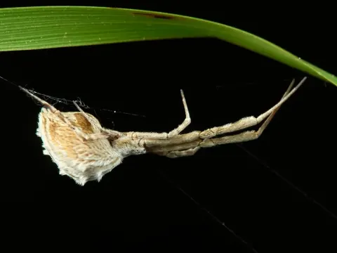 Feather-legged (Uloborus walckenaerius)