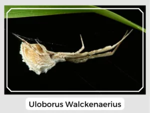 Uloborus walckenaerius