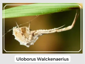 Uloborus walckenaerius Image
