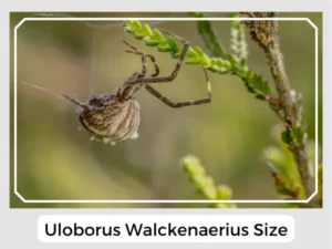 Uloborus walckenaerius Size