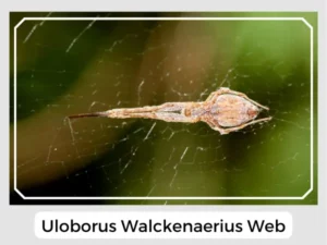 Uloborus walckenaerius Web