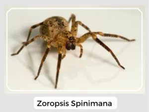 Zoropsis spinimana