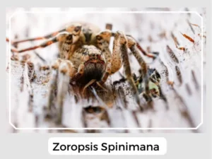 Zoropsis spinimana Image