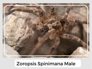 Zoropsis spinimana Male