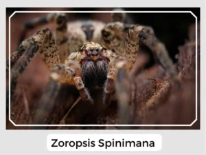 Zoropsis spinimana Picture