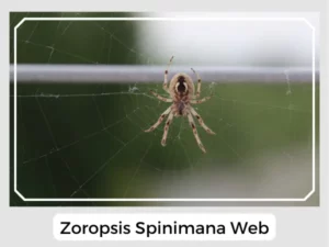 Zoropsis spinimana web