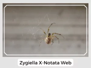 Zygiella x-notata web